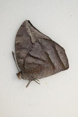 Memphis lineata male