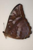 Morpho telemachus male bleu gris
