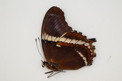 Siproeta epaphus male