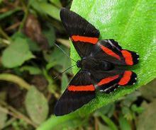 LYCAENIDAE, RIODINIDAE, NEMEOBIIDAE, HESPERIDAE 