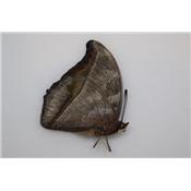 Charaxes doubledayi male A-