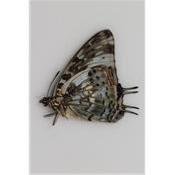 Charaxes etesipe femelle A1