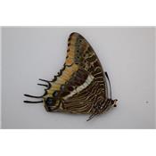 Charaxes jasius epijasius femelle A2