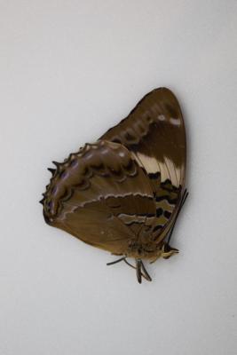 Charaxes numenes femelle