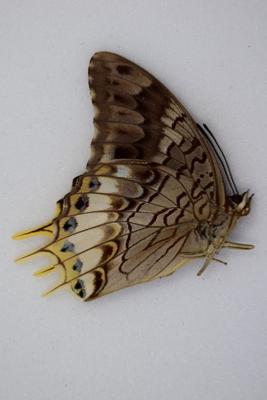 Charaxes orilus male RARE