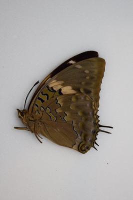 Charaxes tiridates femelle