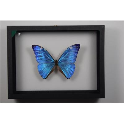 DBV Morpho adonis mâle