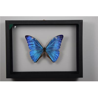 Morpho adonis mâle