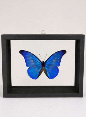 DBV Morpho cacica male