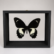 DBV Papilio gambrisus male