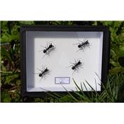 4 Camponotus gigas (fourmi géante)