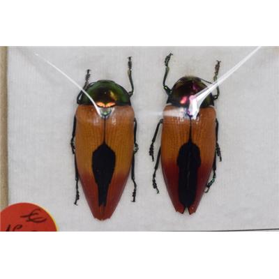 Metaxymorpha meeki couple