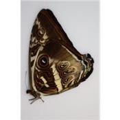 Morpho cisseis phandodemus male bleu/jaune