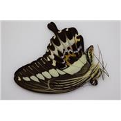Papilio gigon