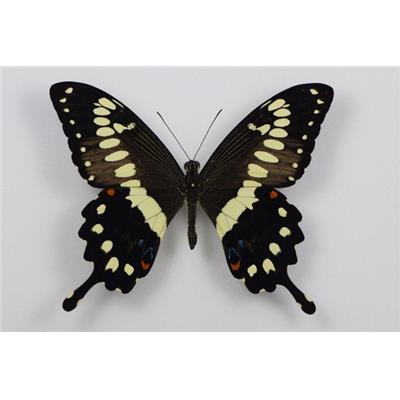Papilio lormieri male étalé