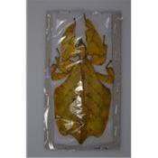 Phyllium pulchrifolium jaune
