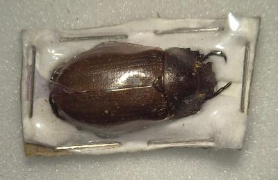 Pelidnota strigosa male