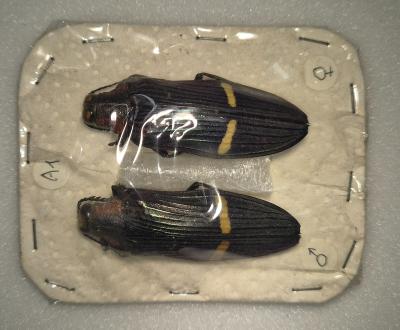 Catoxantha bonvouloirii couple