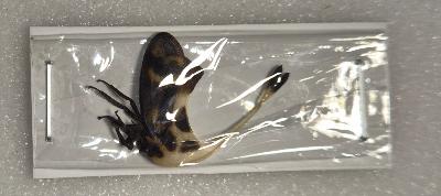 Gigantorhobdus enderleine