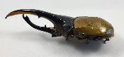 Dynastes hercules lychi male +13 cm