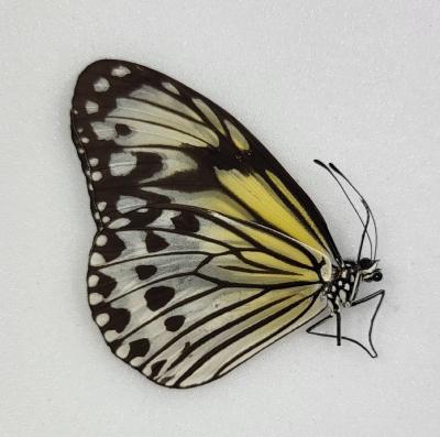 Ideopsis gaura anapina