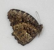 Elymnias nesaea ssp laisidis A-