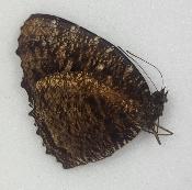 Elymnias casiphone ssp praetextata