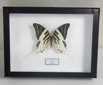 Boîte Cloche Papilio androcles male