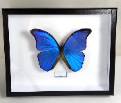 Boîte Cloche Morpho didius male 