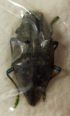 Polybothris impressipennis