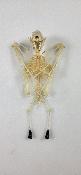 Cynopterus sphinx