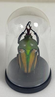Mini Globes Eudicella sp male