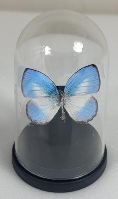 Mini Globes Jamides euchylas