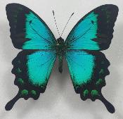 Papilio lorquilianus male étalé