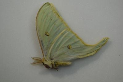 Actias artemis male A-