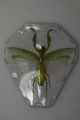 Hierodula patellifera femelle