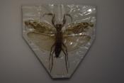 Mantidae sp 2