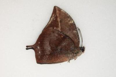 Memphis leonidas male