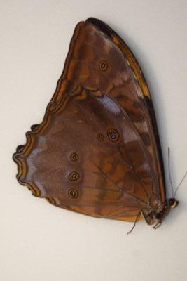 Morpho telemachus male orange