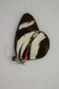 Perrhybris pamela