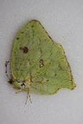 Phoebis rurina femelle VERT