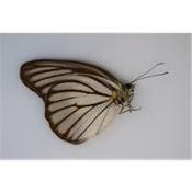 Appias hombroni tambunsis femelle