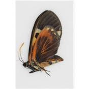 Castniidae sp 1