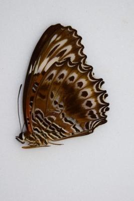 Cethosia chrysippe ssp. chrysippe femelle