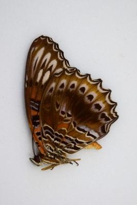 Cethosia chrysippe ssp. chrysippe male