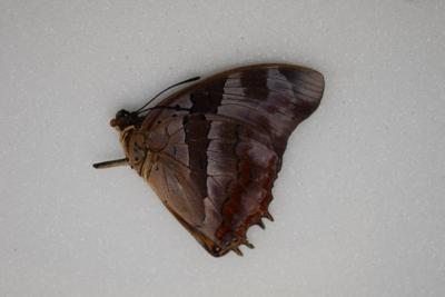 Charaxes anticlea male