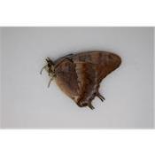 Charaxes etheocles viola femelle