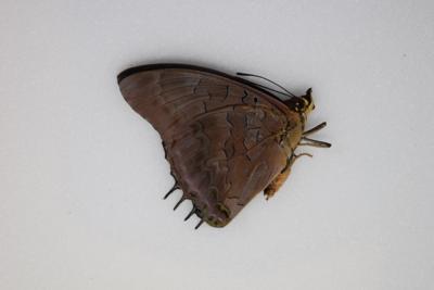 Charaxes etheocles virilis male