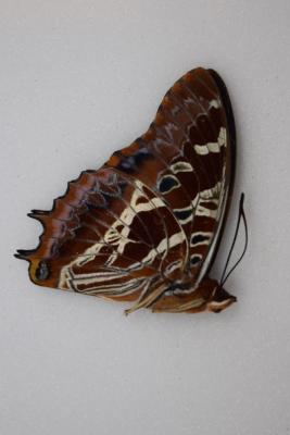 Charaxes eudoxus mâle