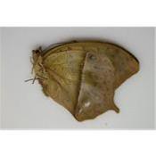 Charaxes fulvescens fulvescens femelle